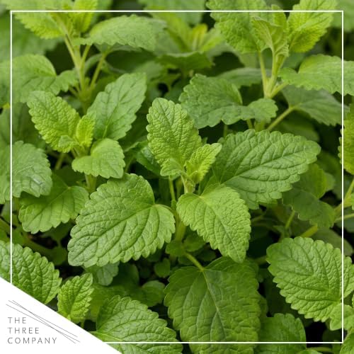 Herb - Lemon Balm (4 Pack), Live Edible Herb, Herbal Tea, Lemon Aroma - Image 2