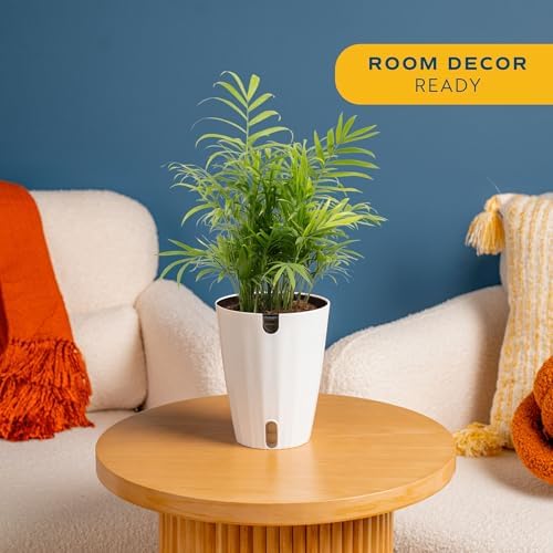 Costa Farms Parlor Palm, Live Indoor Plant, Tropical Decor, Air Purifying - Image 2