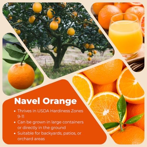 Navel Orange Tree Plant Live, Hardy Garden Plant, 1-2 Ft Tall, 1 Gallon Pot - Image 4