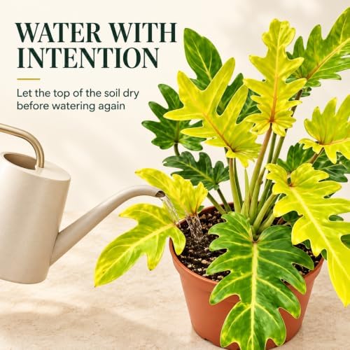 Philodendron Xanadu Golden Live Plant, 4 Inch Rare Variegated Houseplant - Image 4