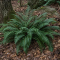 5 Christmas Fern Bare Root Live Plants (Polystichum acrostichoides) by Unknown
