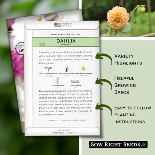 Sow Right Seeds - Pompon Dahlia Seed for Planting Your Own Flower Garden - Image 2