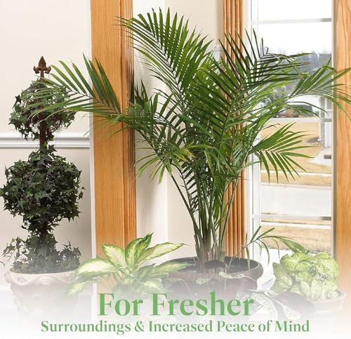 American Plant Exchange Majesty Palm – 10-Inch Pot – Live Tropical Houseplant with Arching Green Fronds, Easy Care Indoor or Patio Plant for Home, Office, Apartment & Landscape Décor - Image 2