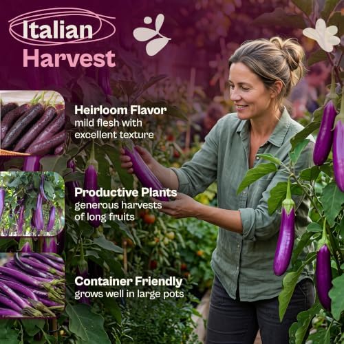 SVI 250 Long Purple Eggplant Heirloom Vegetable Seeds, Solanum melongena - Image 3