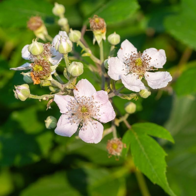2 Navaho BlackBerry Plants Live, Perennial Berry Bush, 4-8 Inch Tall - Image 6