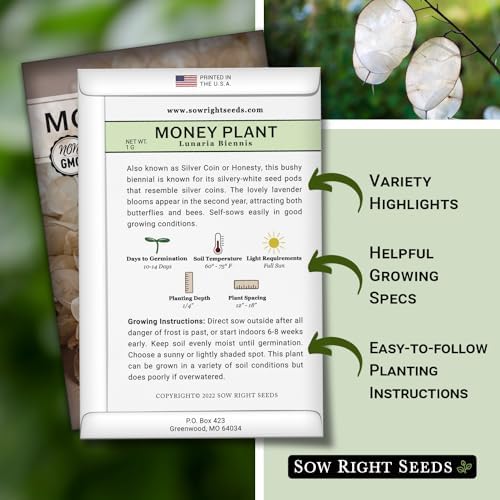 Sow Right Seeds - Money Plant Seed for Planting Silver Dollar Tree 4pk - Image 2