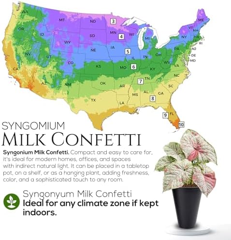 Syngonium Confetti Plant (4 Pack) Rare Live Starter Plants, Variegated Arrowhead Vine Houseplants, Easy Care Indoor Tropical Plants Live, Pink Foliage Houseplants - Image 7