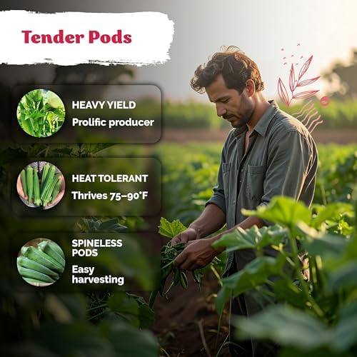 125 Clemson Spineless 80 Okra Vegetable Seeds, Abelmoschus Esculentus - Image 4