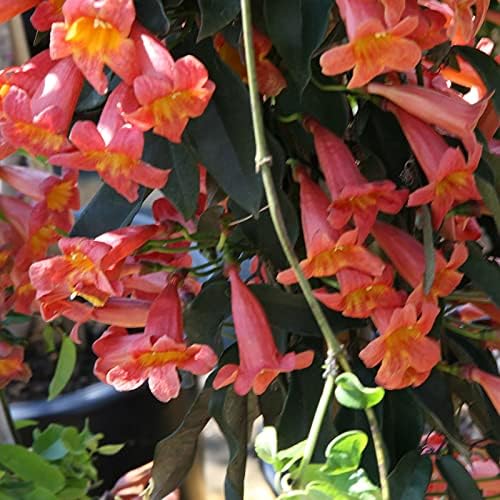 Tangerine Beauty Crossvine -Bignonia capreolata - Live Native Vine Plant - Red Orange Tubular Flower - Emerald Goddess Gardens - Starter Sz 4 Inch Pot - Image 2