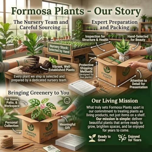 Black Mission Fig Tree - 3 Live Plants in 2 Inch Pots - Ficus Carica - Image 5