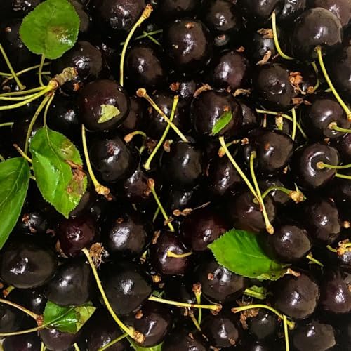 Black Cherry Tree in Quart Pot, Cherries Fruit Plant for Outdoor Garden - Image 4