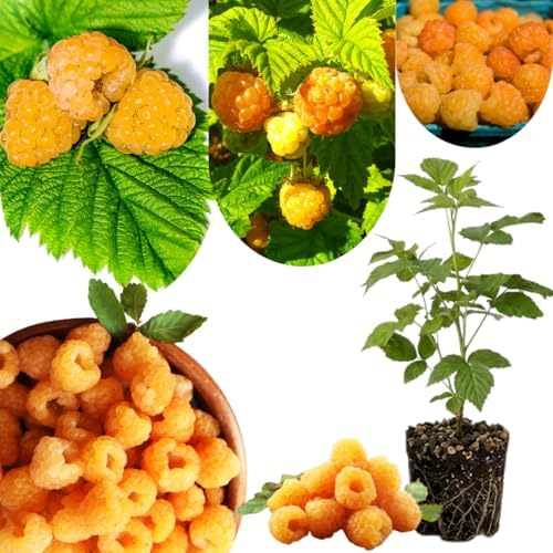 Fall Gold Raspberry Live Plant, Backyard Berry Bush Plant, 5-9 Inch Tall by UIOTER