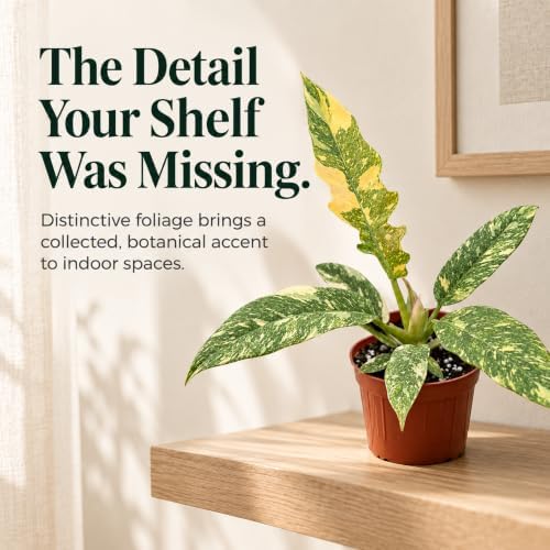 Rare Variegated Philodendron Ring of Fire - Live Fully Rooted Starter Plant - Image 5