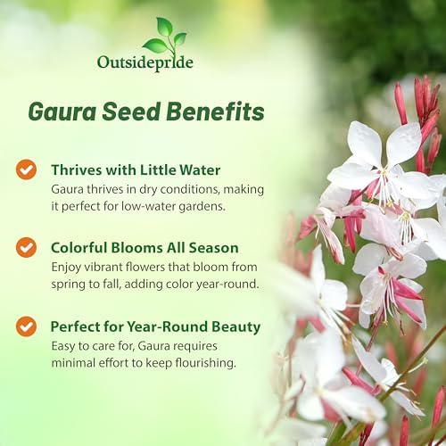 Outsidepride Gaura Seeds - 200 Pcs. Perennial, Drought Tolerant & Low Maintenance, Flower Seeds for Planting Easy to Grow, Vibrant & Tall White-Pink Blooms for Xeriscaping & Pollinator Gardens - Image 3