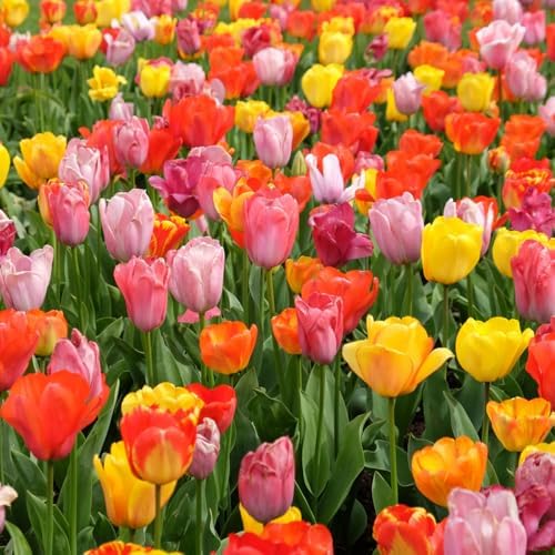 100-Pack Mixed Tulip Flower Bulbs – Bulk Pack of Colorful Tulips for Spring Blooms – Easy Fall Planting - Plant in Gardens, Borders & Flowerbeds - Bulb Size 11/12cm - Willard & May - Image 2