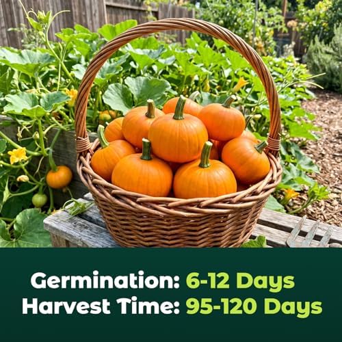 50 Heirloom Small Sugar Pumpkin Seeds for Planting – Sweet Pie Pumpkin, Compact Vines, High Germination, Ideal for Home Garden & Container - Image 4