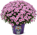 Chrysanthemum (Purple Skull Deco Pot), Pink Blooms, Live Fall Flowering Perennial, 15" Tall by 12" Wide in 3 Qt Pot by TheThreeCompany