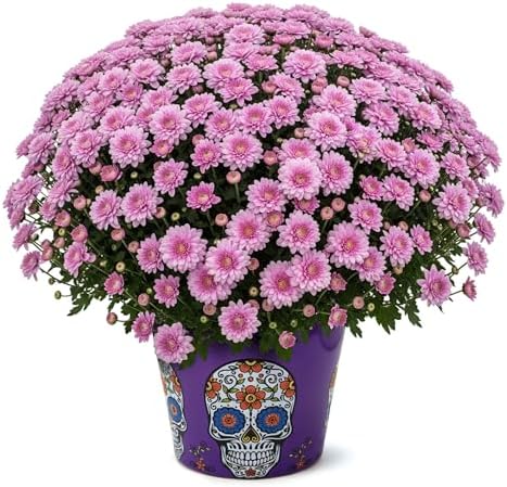 Chrysanthemum (Purple Skull Deco Pot), Pink Blooms, Live Fall Flowering Perennial, 15" Tall by 12" Wide in 3 Qt Pot by TheThreeCompany