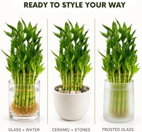 Lucky Bamboo Plant, Two Tier Indoor Houseplant, 15 Stalk Bundle - Image 3