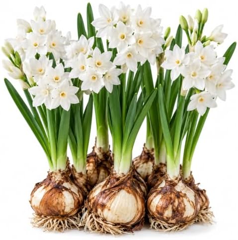 10 Paperwhite Flower Bulbs for Indoor Growing – Fragrant White Narcissus Bulbs for Forcing Indoors – Easy Winter Blooms for Pots, Bowls & Holiday Displays, 10 Bulbs - Image 5