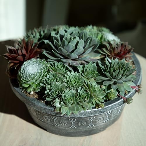 Altman Plants Non-Toxic Live Sempervivum Succulent Plant Gift in 8" Decorative Pot, Real Succulents to Grow, Easy Care Hens and Chicks, Hardy & Low-Maintenance Gift for Gardeners, Popular Houseplants - Image 4
