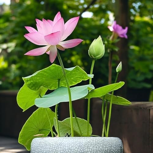 20pcs Bowl Lotus Seeds for Planting - Bonsai Lotus Seeds, Water Lily Flower, Aquatic Plants, Ideal for Ponds, Non-GMO Home Garden Plant Seeds, Flowering Aquatic Bonsai - Image 6