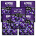 Purple Alyssum Seeds for Planting - Survival Garden Seeds (5 Pack) by SurvivalGardenSeeds