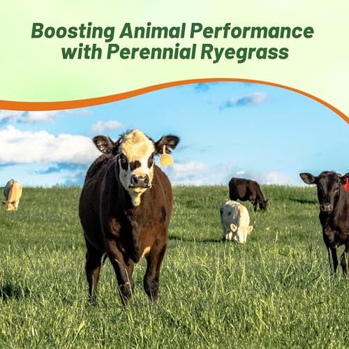 Outsidepride Perennial Ryegrass Seeds - 25 lb. Hardy & Fast-Growing, Cover Crop Seeds for Planting Glossy Dark Green Grass Leaves, Ideal for Hay Foraging, Pasture Grazing & Erosion Control - Image 6