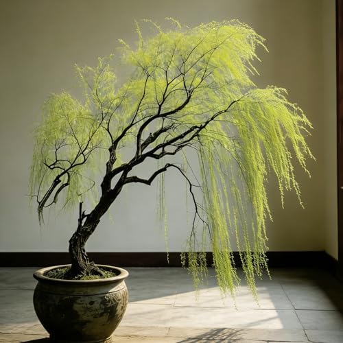 Weeping Willow Bonsai Tree Seed for Palnting, 20 Salix Babylonica Seeds, Perennial Plants, Non-GMO Heirloom Weeping Willow Seeds for Indoor Home Bonsai Outdoor - Image 6
