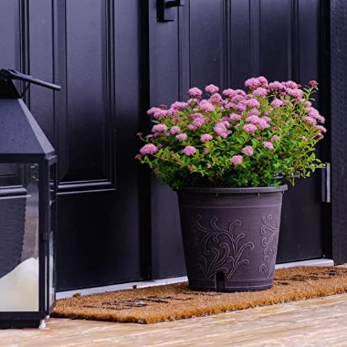 Bloomin' Easy Poprocks Petite Spirea, Live Flowering Shrub, 3 Gallon - Image 4