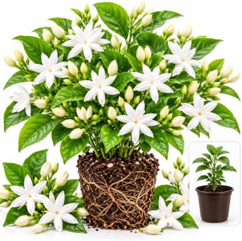 Belle of India Jasmine Plant Live | 4-8 Inch Tall | Fragrant White-Blooming Jasmine | Easy to Grow Live Jasmine Plant for Indoor Home Décor by GINGERGLOW