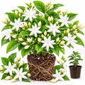 Belle of India Jasmine Plant Live | 4-8 Inch Tall | Fragrant White-Blooming Jasmine | Easy to Grow Live Jasmine Plant for Indoor Home Décor by GINGERGLOW