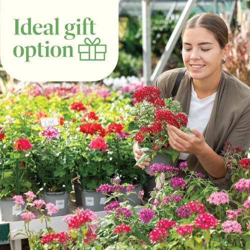 American Plant Exchange Penta 'Red Lace' – 6-Inch Pot – Live Flowering Plant with Deep Red Star-Shaped Blooms, Heat-Tolerant Outdoor Annual for Gardens, Patios, Containers & Pollinator Spaces - Image 4