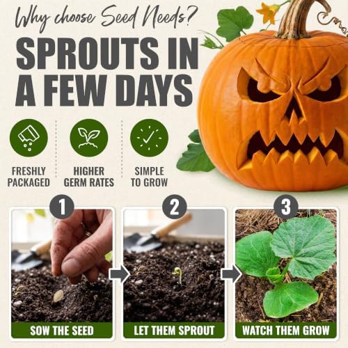 Seed Needs Jack O Lantern Pumpkin Seeds to Plant Vegetables - Bulk Pack - Image 5