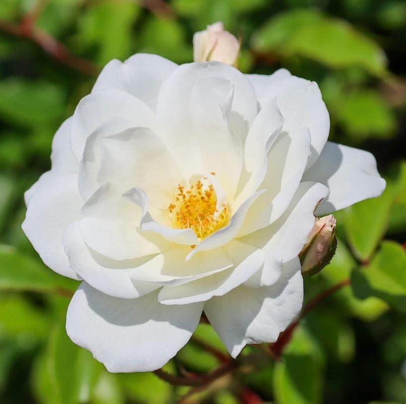 Climbing Roses Live Plants 5-8 "Tall 3" Pot, Heirloom Roses Climber Repeat Flowering, Vibrant Blooms, Hardy Shrub Outdoor Garden Flower (White) - Image 7