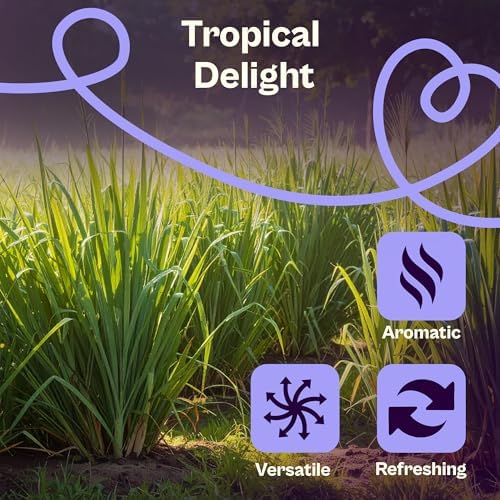 SVI 750 Lemongrass Seeds (Cymbopogon flexuosus) – West Indian Lemon Grass Seed Packets – Non GMO Heirloom Aromatic Culinary Herb Seeds for Containers, Outdoor & Indoor Herb Garden - Image 4