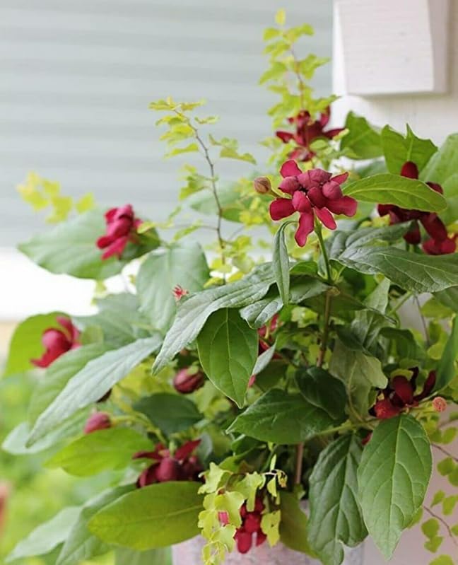 2 Carolina Allspice (Sweet Shrubs) - 10-16" Tall Live Plants - Quart Pots - Image 6