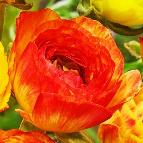 Mixed Peony Ranunculus Bulbs- Persian Buttercup -10 Corms Bulbs Flowering Blooms Perennial Bulbous Root Garden Plant (Orange) - Image 6