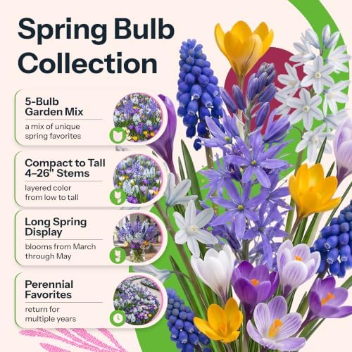100 Mixed Spring Flower Bulbs for Fall Planting Flower Garden - Image 2