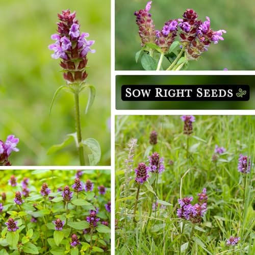 Sow Right Seeds - Heal-All Seed for Planting Self Heal Perennial Herb - Image 4