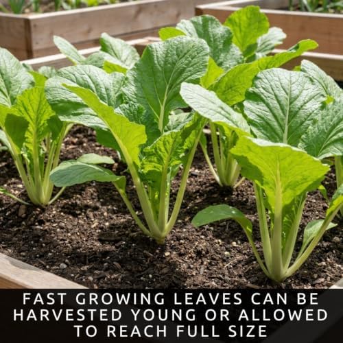 Broadleaf Mustard Seeds to Plant | 100 Seeds | Spicy Green Leafy Vegetable - Image 5