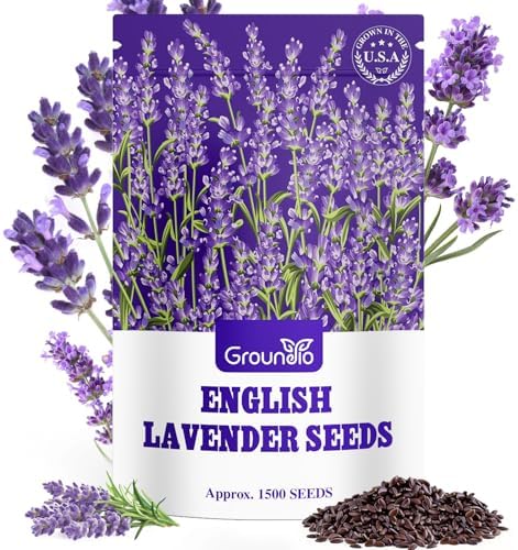 Groundio 1500+ English Lavender Seeds for Planting, Non-GMO | Heirloom | High Germination Dwarf Lavender Herb Seeds for Indoor & Outdoor Pollinator Attract (Lavandula Angustifolia) by Groundio