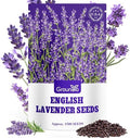 Groundio 1500+ English Lavender Seeds for Planting, Non-GMO | Heirloom | High Germination Dwarf Lavender Herb Seeds for Indoor & Outdoor Pollinator Attract (Lavandula Angustifolia) by Groundio