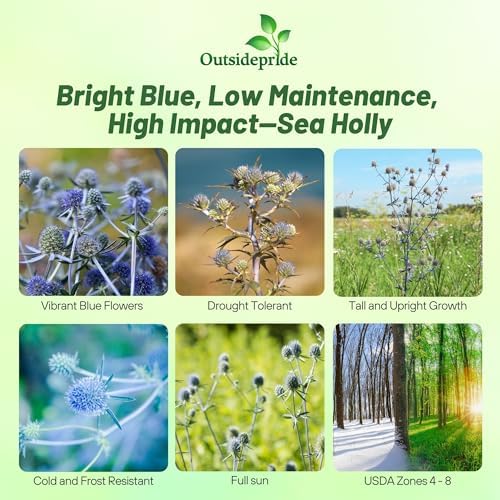 Outsidepride Silver Blue Sea Holly Seeds for Planting - 5000 Pcs Perennial Drought-Tolerant Eryngium Cut Flower Garden Seeds for Floral Arrangements, Pollinator & Low Water Gardens - Image 2