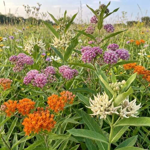 2 Mixed Milkweed Asclepias Live Plants, Flowering Plant, 4-7 Inch Tall - Image 7