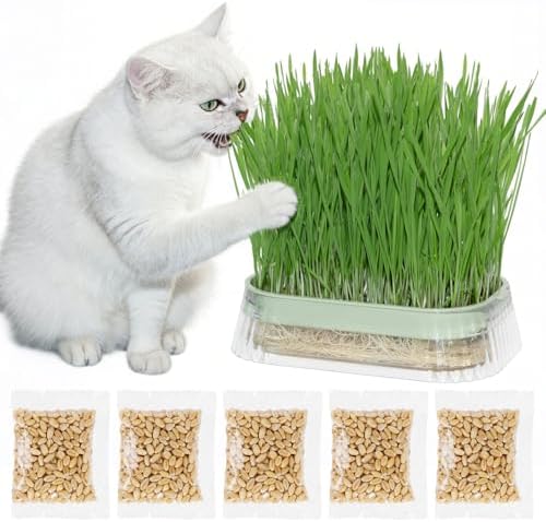 Hydroponic Cat Grass Grow Kit with 5Pack Non GMO Seeds, Organic Grass Growing Kit, Cat Grass for Indoor Cats, Soil-Free Planter, Perfect for Beginners, Ideal Birthday Gift for Cat Lovers by Majero