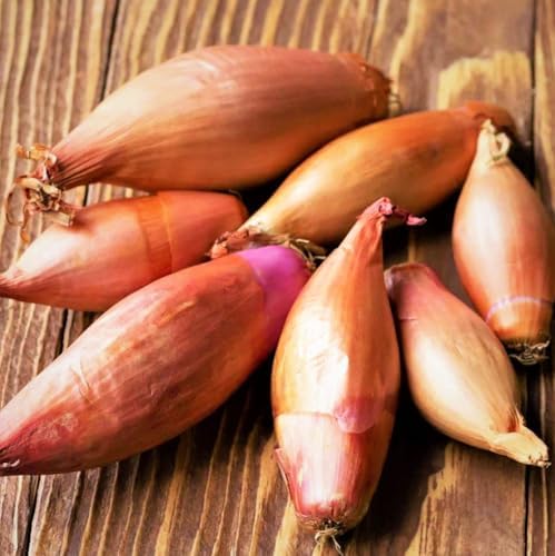 TomorrowSeeds - Monique French Shallot Sets (Bulbs) - 1/2 Pound - for 2025 Planting Seeds Semi-Long F1 Echalote Banana Ulle Mooseer Red Onion Set Scallion Vegetable Grow Your Own - Image 2
