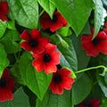 Thunbergia Red Vine Live Plants, 2 Pack by Unknown