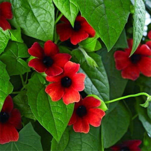 Thunbergia Red Vine Live Plants, 2 Pack by Unknown