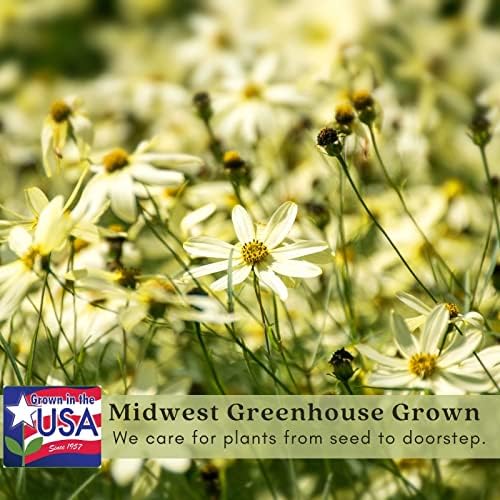 Clovers Garden Coreopsis Moonbeam (Tickseed) Plants – Two (2) Live Plants – Non-GMO - Not Seeds - Each 4" to 8" Tall – in 4" Inch Pots – Hardy Flowering Perennial, Pollinator Favorite - Image 4